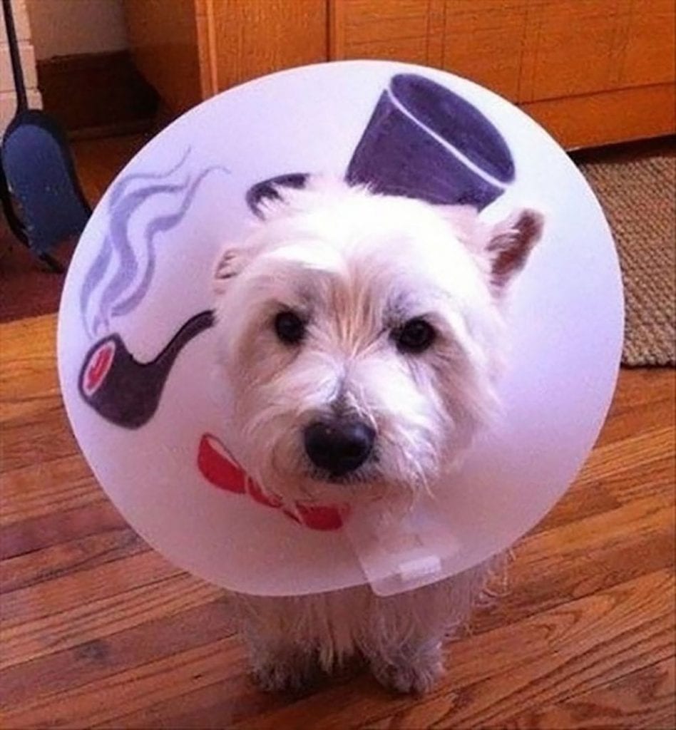 Best DIY Dog Cone Ideas - WhiteOut Press