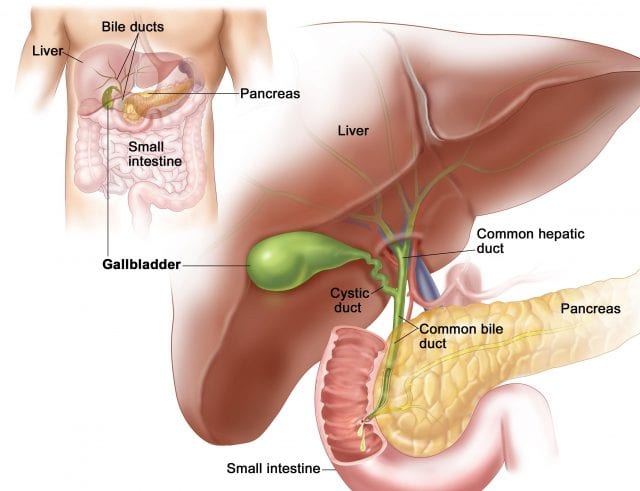 Endocrine System And Hormones Whiteout Press