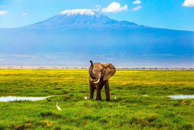 Visiting Kilimanjaro – All you Need to Know - WhiteOut Press