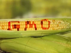 GMO Corn made from E.Coli Bacteria